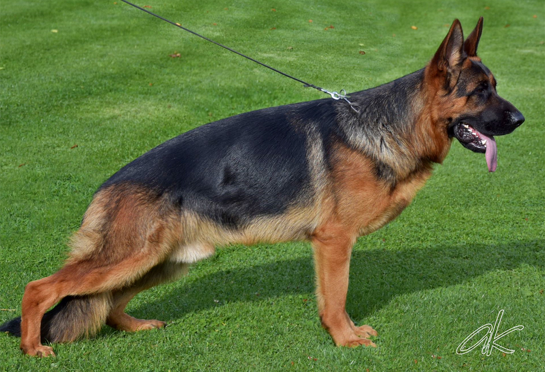 Ludwig vom Haus Rosenbarg