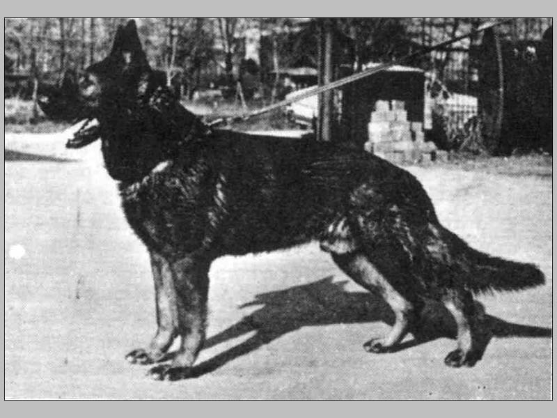 Ciro z Pohranicni straze