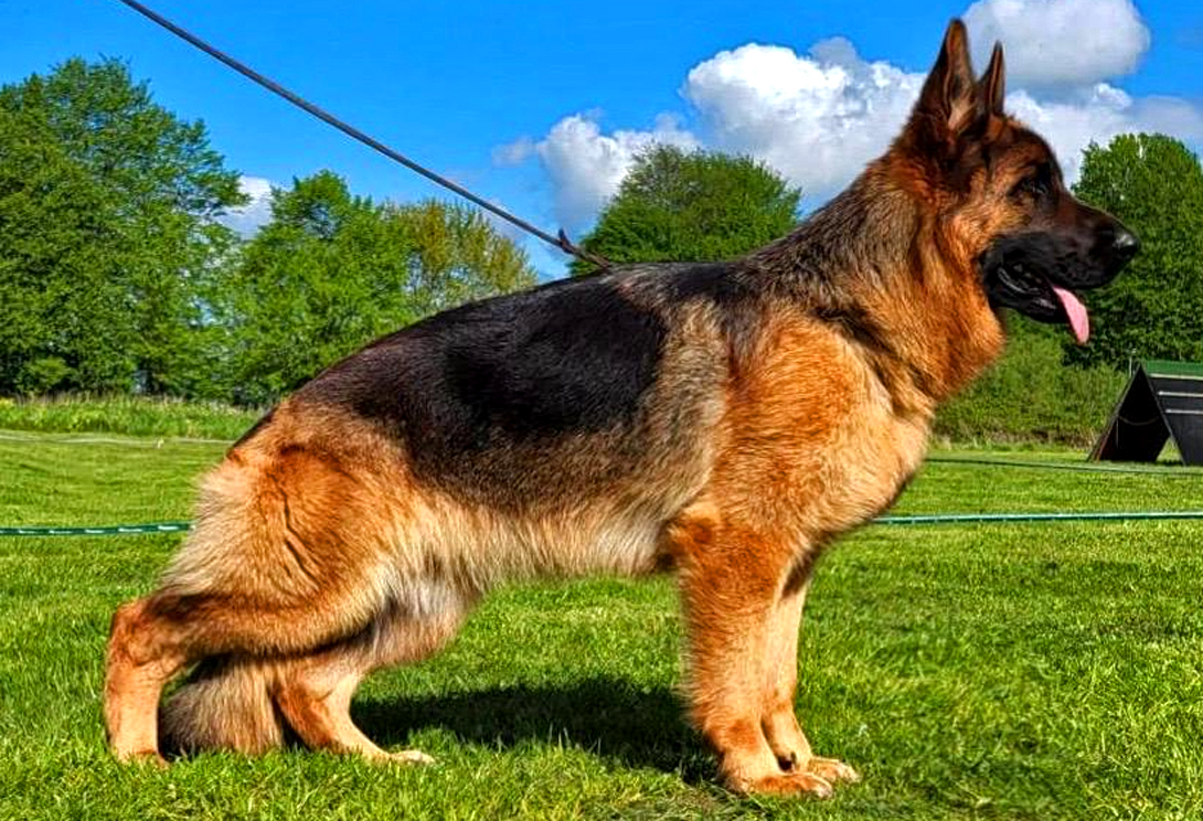 Amalia vom Eichenplatz