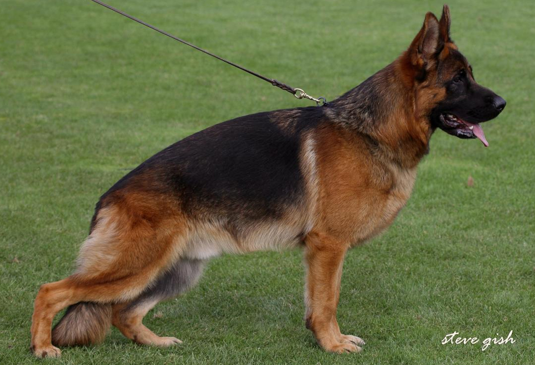 Nilo vom Team Hühnegrab