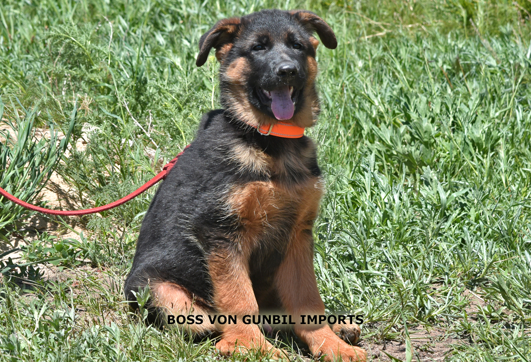 Boss vom Wojwodina Hof