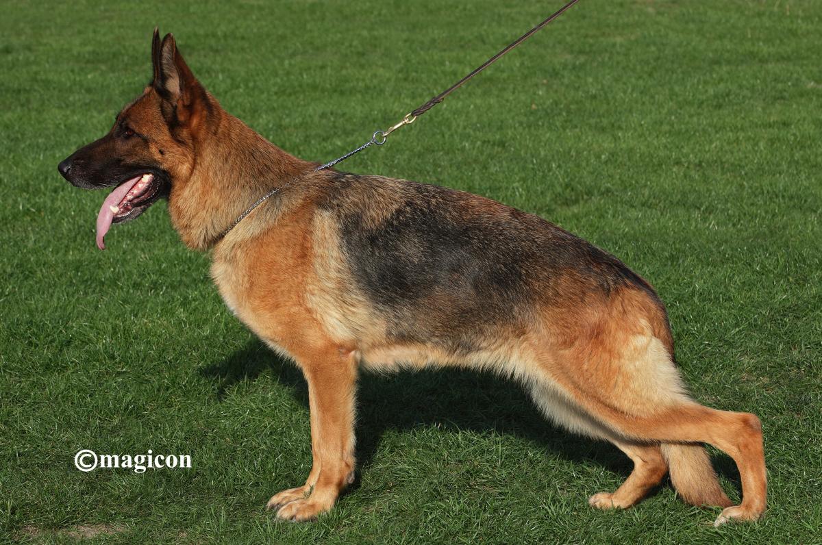 Holly vom Harzer Grubenlicht