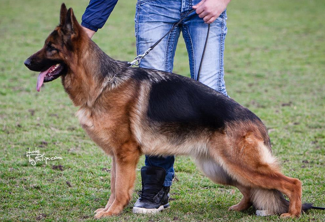 Dunja vom Aurelisbrandt