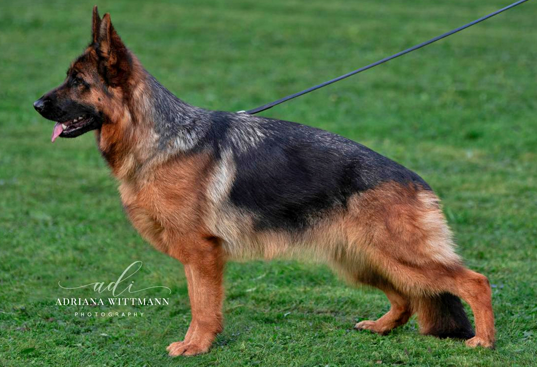 Dacey vom Fichtenschlag