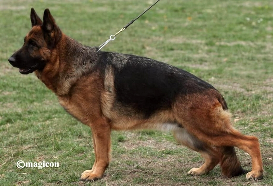 Yoko vom Zellwaldrand