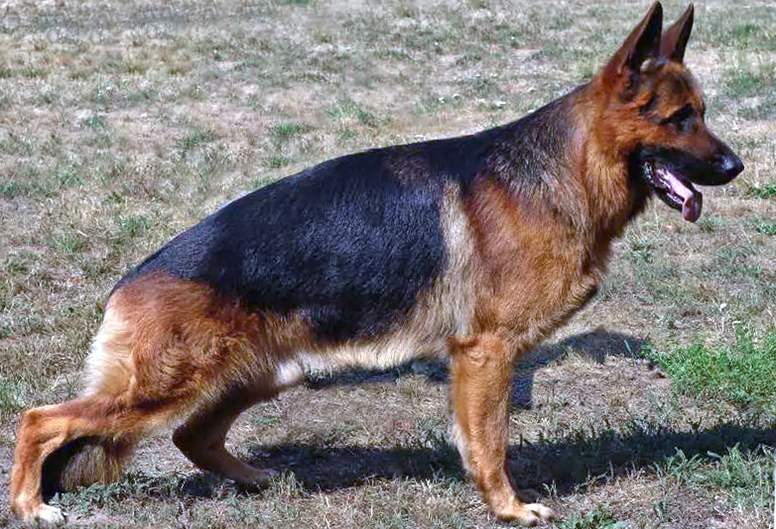 Luciano vom Zellwaldrand