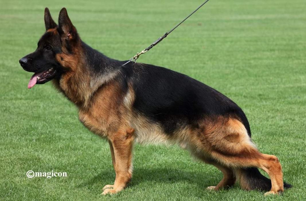 Drago aus dem Aurum Zwinger