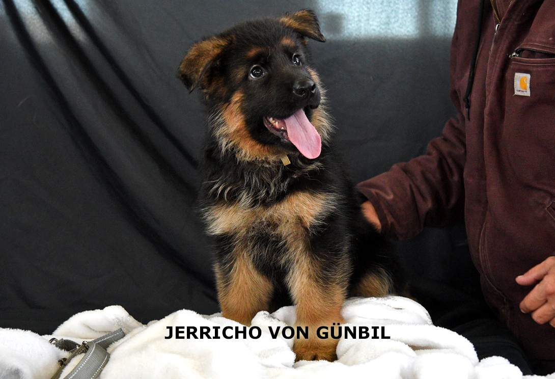 Jerricho von Gunbil