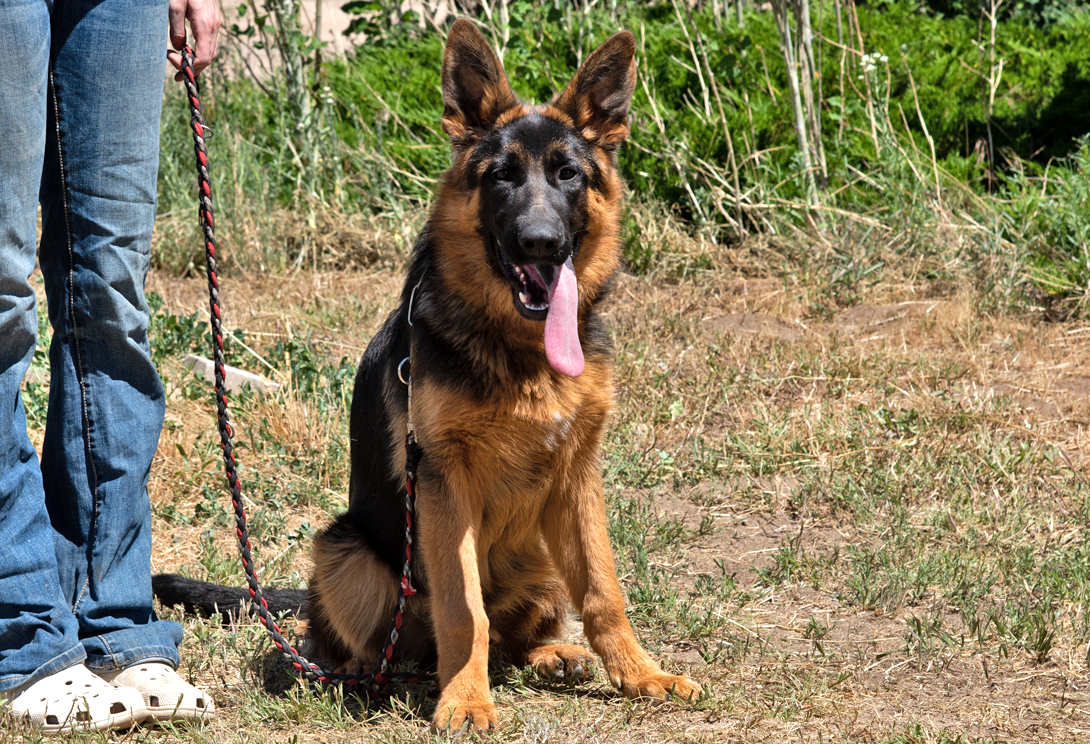 Yim vom Lärchenhain