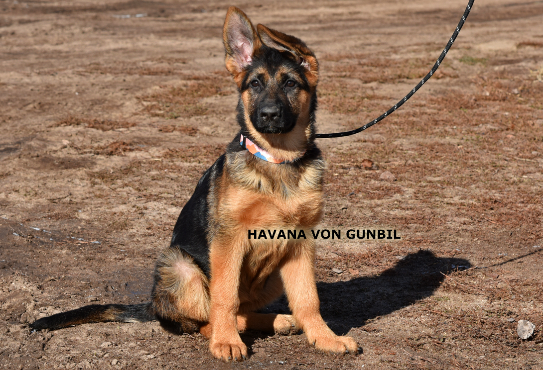 Havana von Gunbil