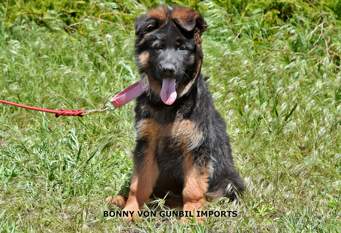 Bonny vom Wojwodina Hof