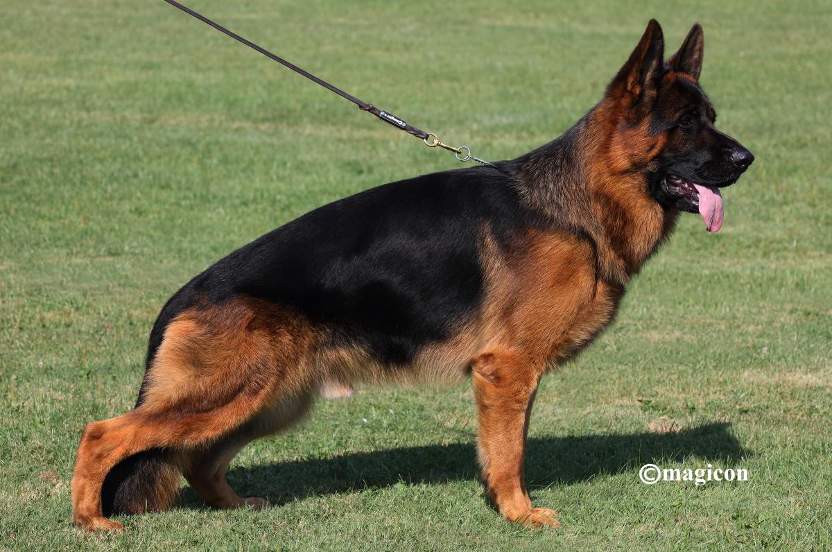 Vasur Primo Mio Grande