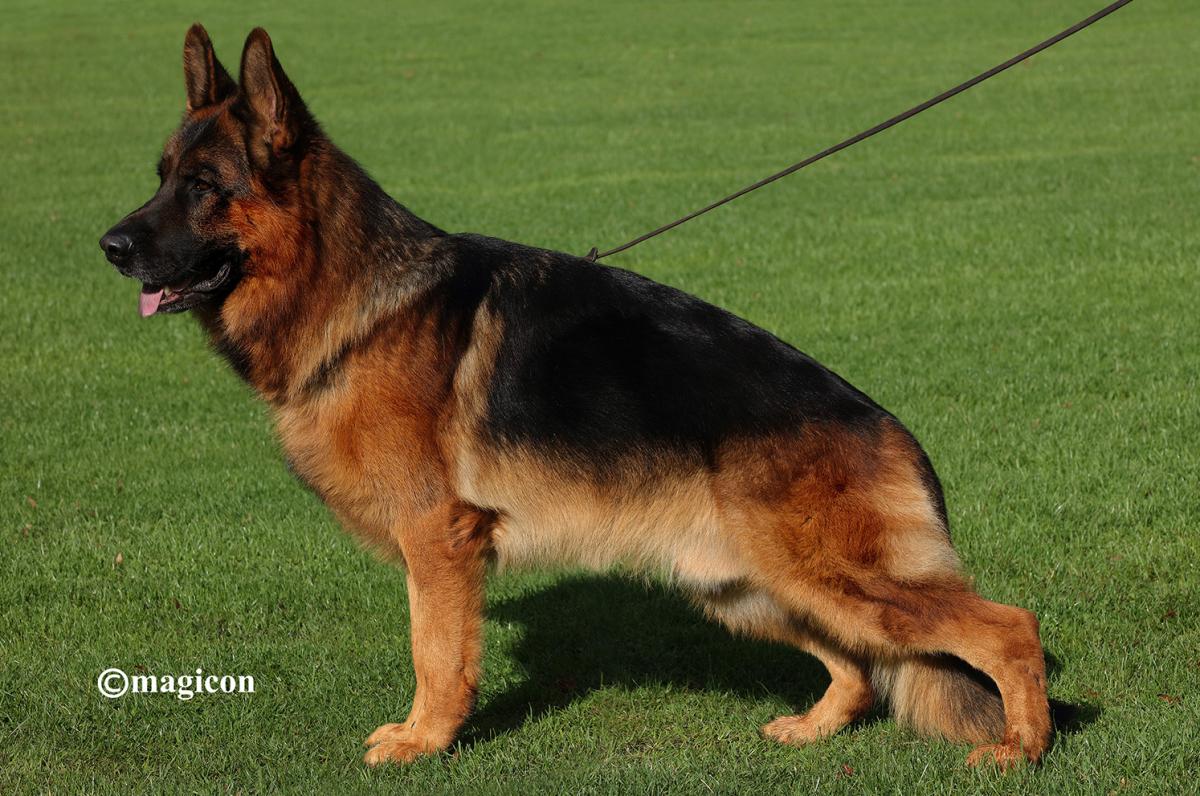 Arminius vom Gröster Steinberg