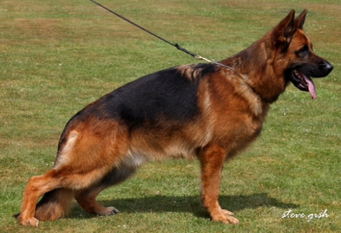 Roy vom Holtkämper Hof