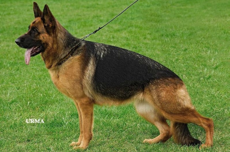 Helia du Clos de Patmisand