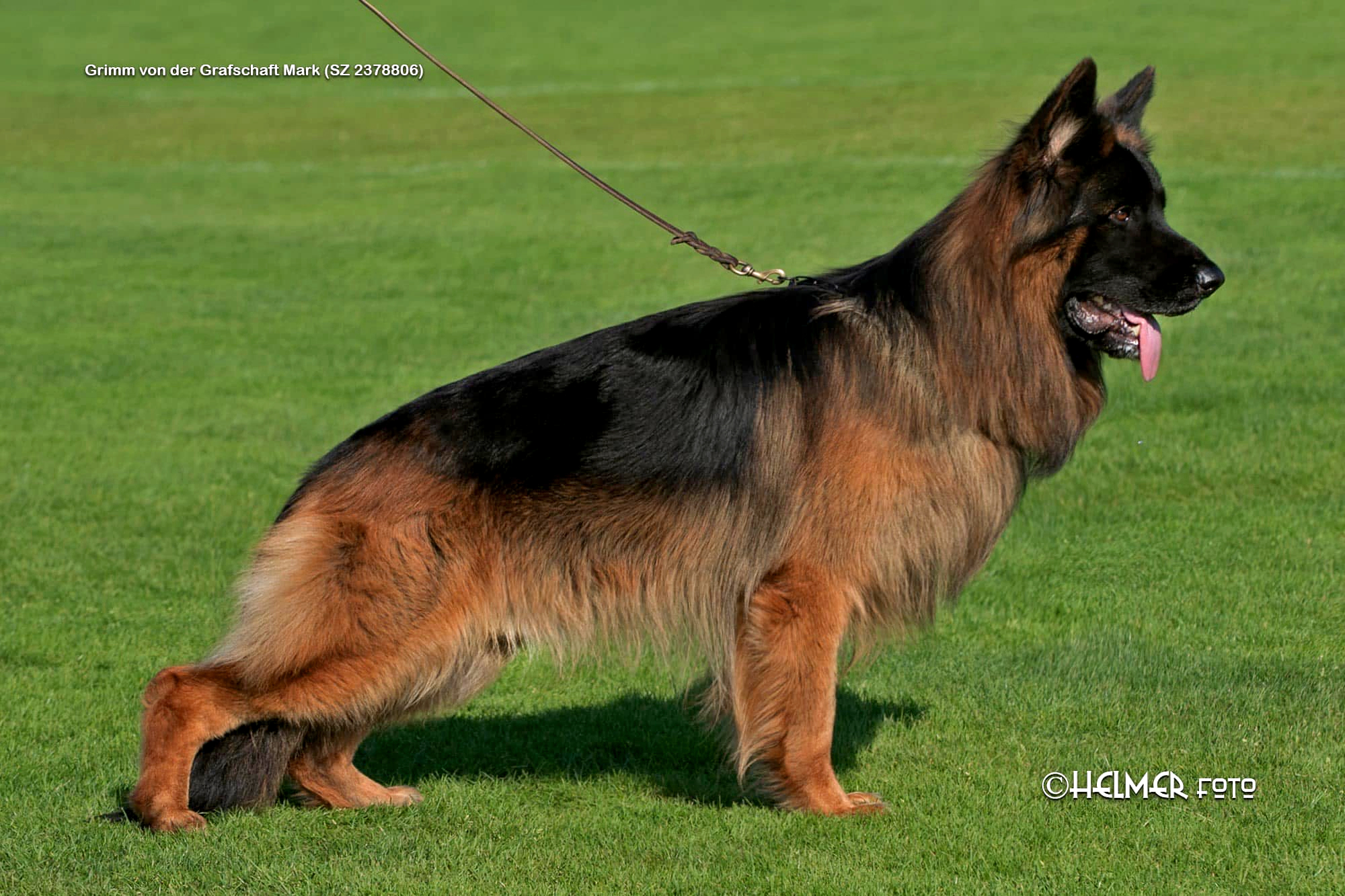 Grimm von der Grafschaft Mark