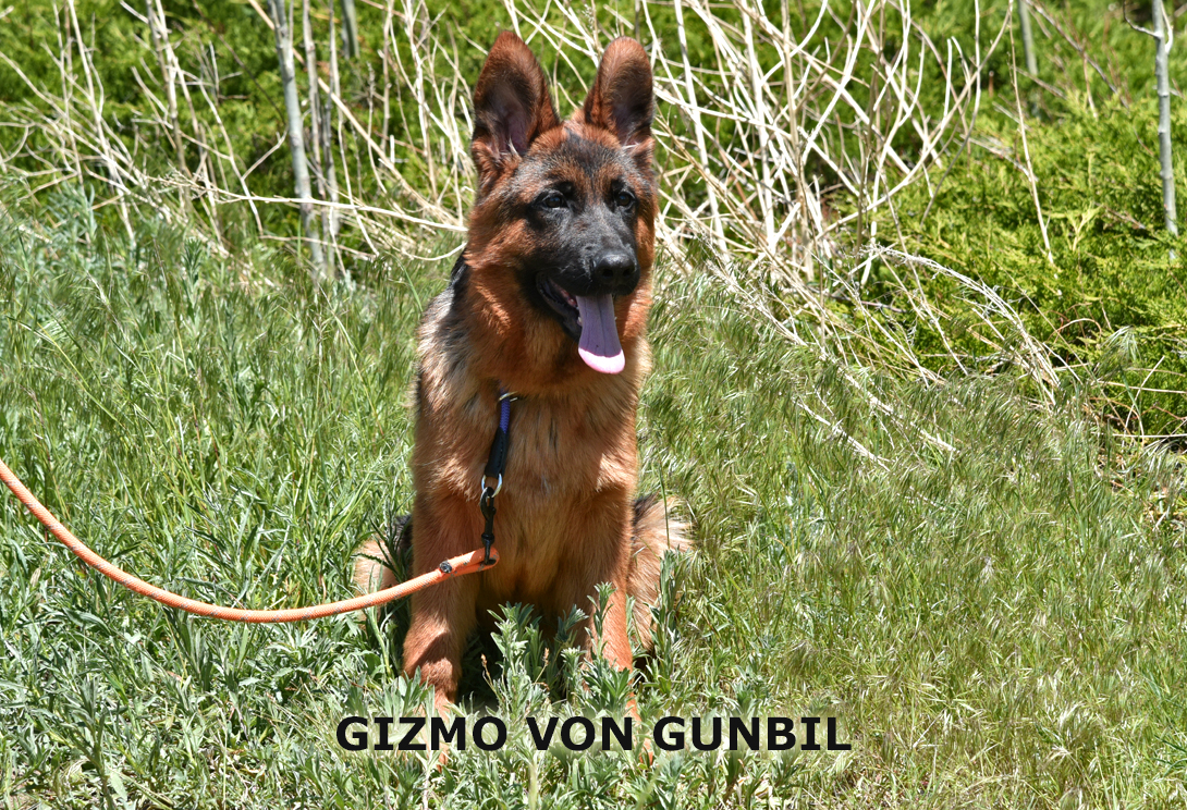 Gizmo von Gunbil