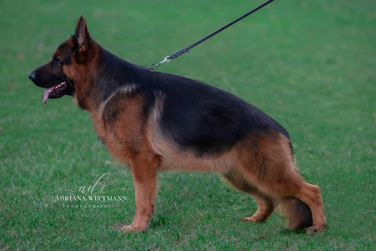 Henko vom Fichtenschlag