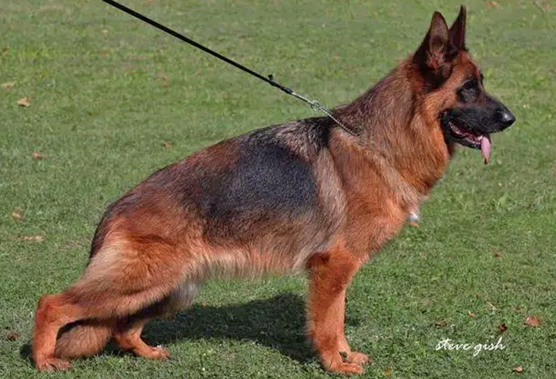 Oxa vom Gerianian Hoff