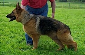 Rieke aus der Birkenschäfere