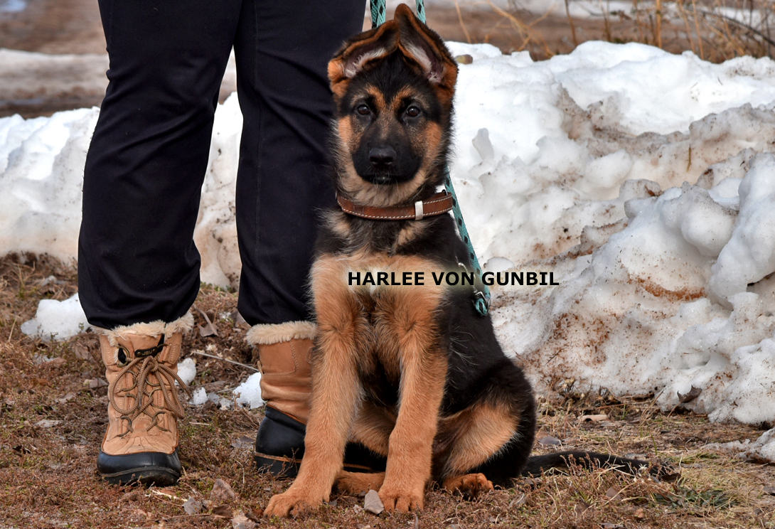 Harlee von Gunbil