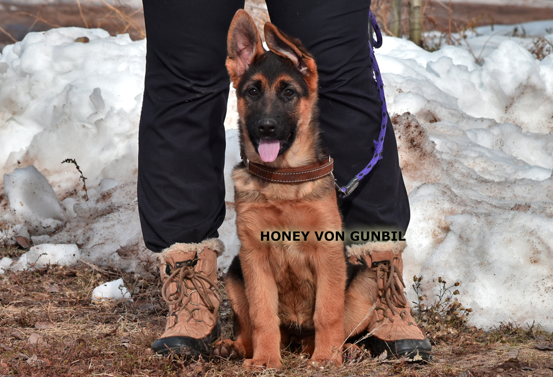 Honey von Gunbil