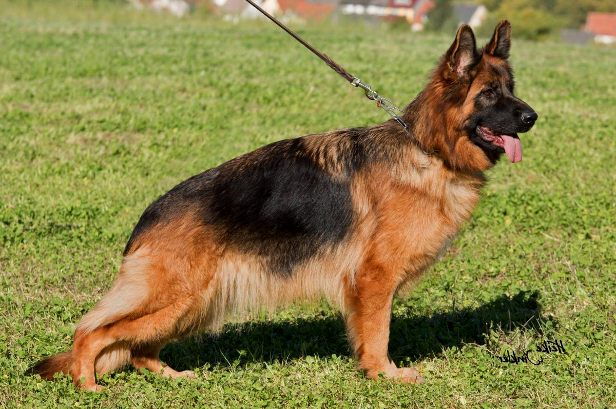 Nusti vom Team Hühnegrab