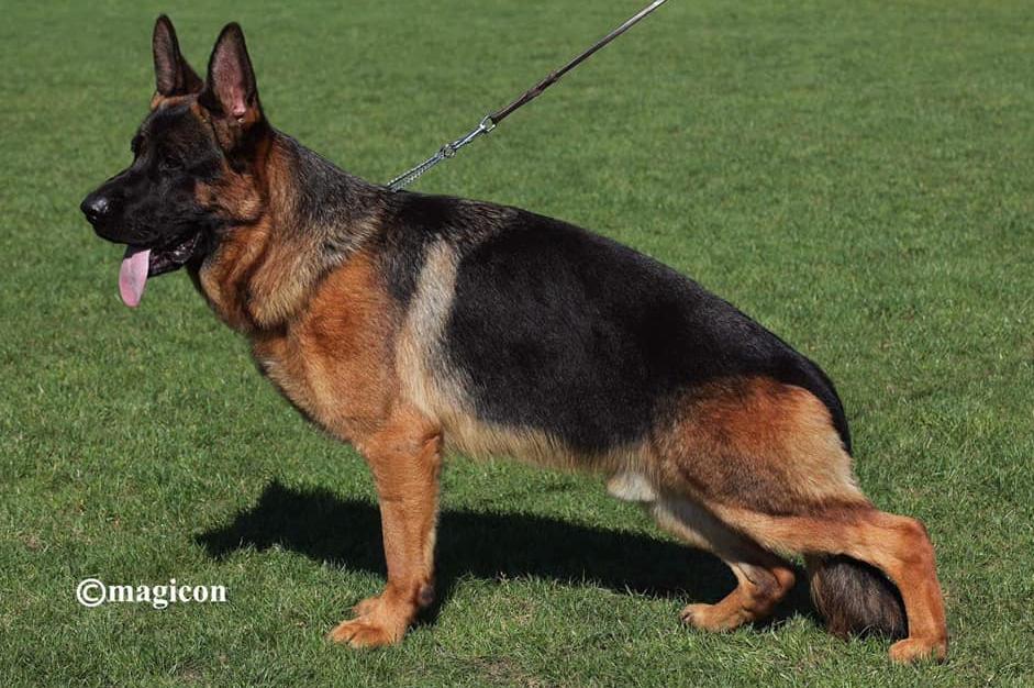 Omen von der Zenteiche