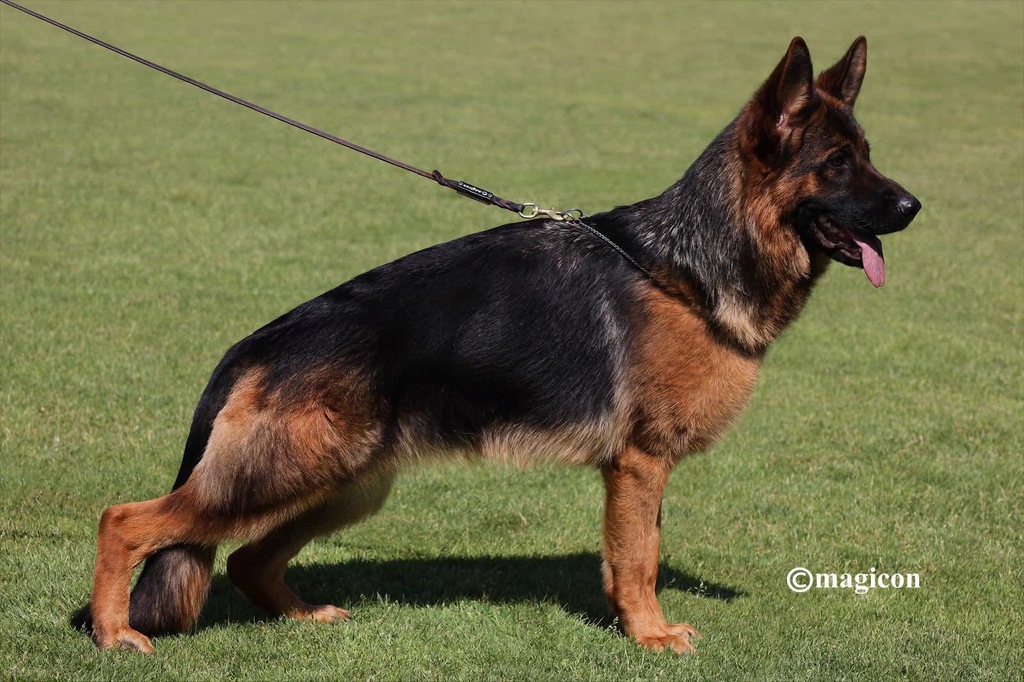 Durana vom Grabfeldgau