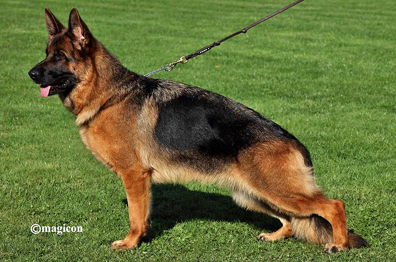 Amalia von Team Cohinor