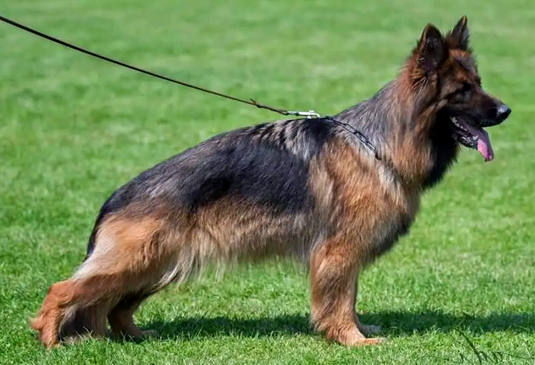 Cisma vom Fichtenschlag