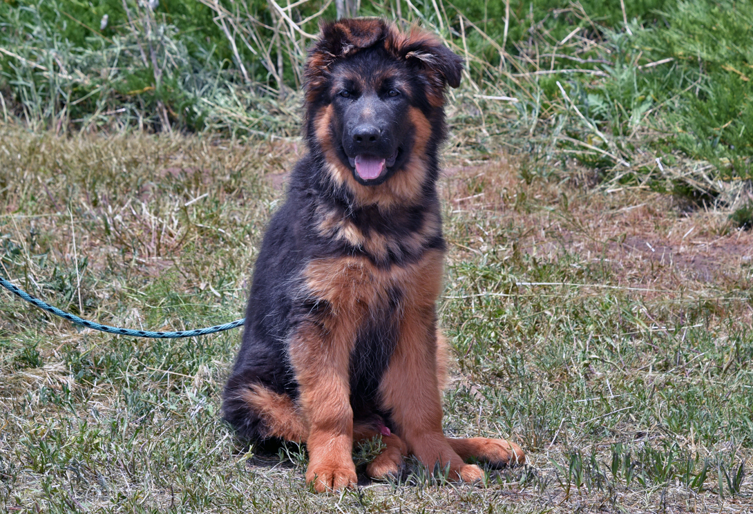 Bumby vom Wojwodina Hof