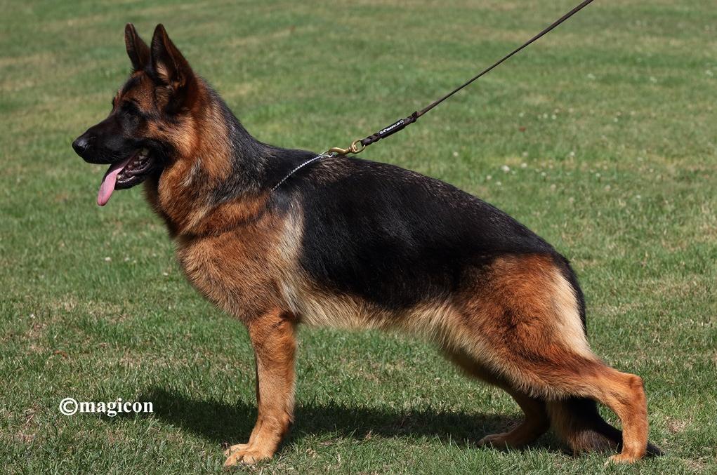 Shiva du Val D'Anzin