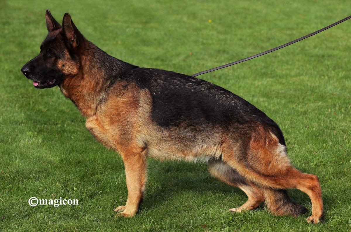 Kaessi vom Emkendorfer Park