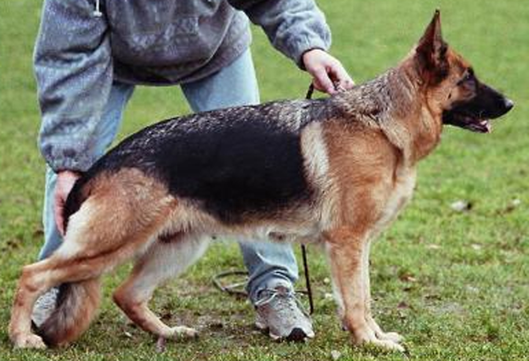 Nina vom Ittlinger Moos