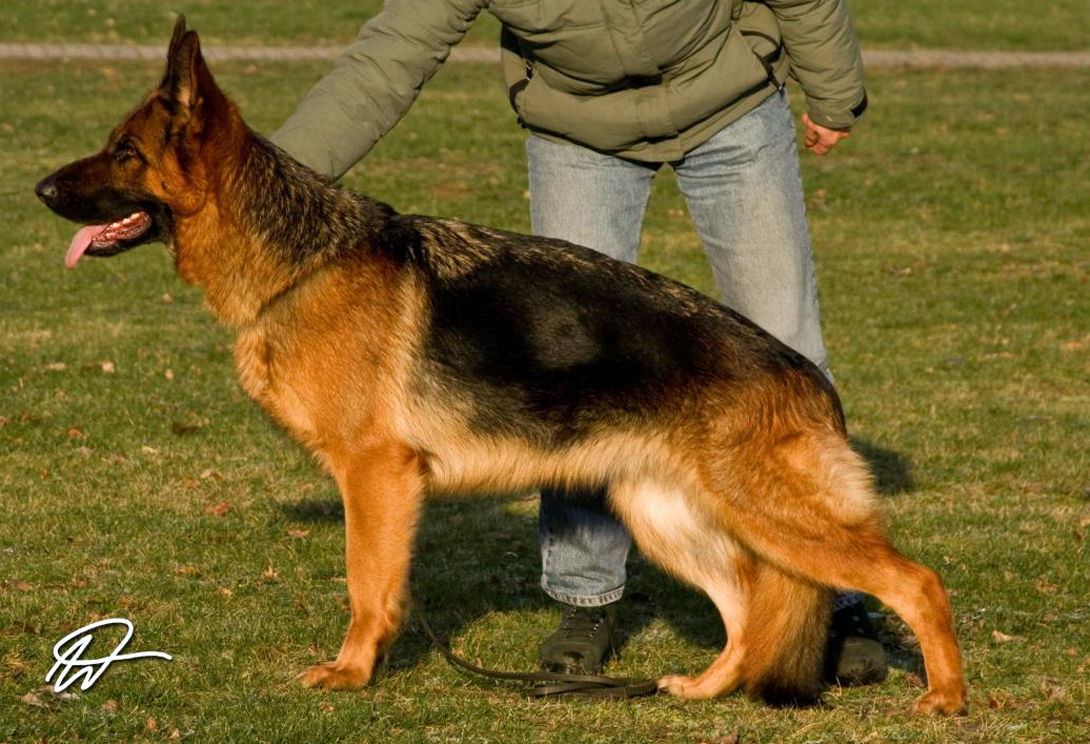 Duffy vom Wolkenstein