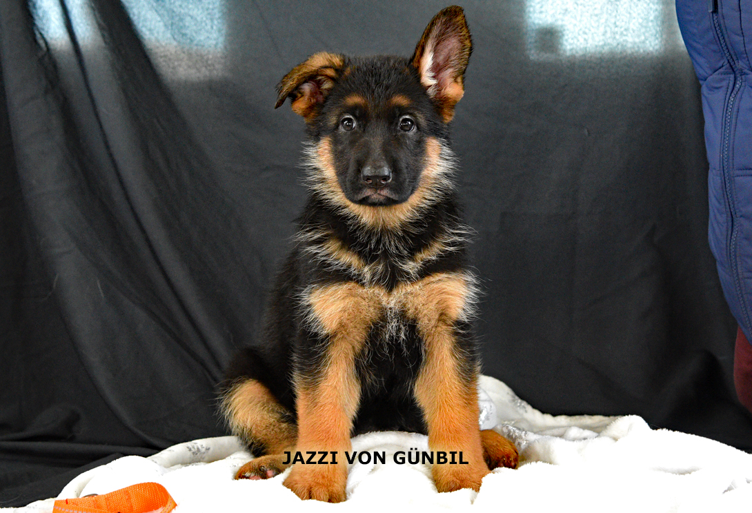 Jazzi von Gunbil