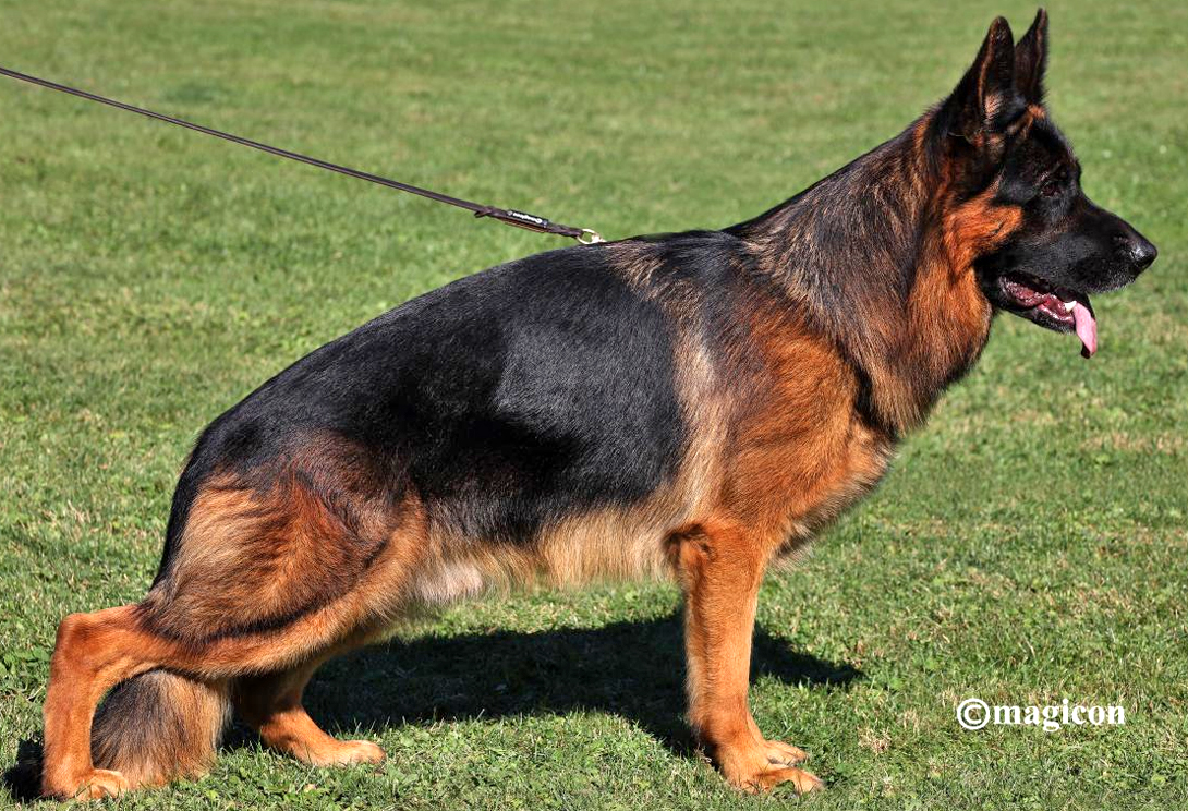 Buck vom Türkenkopf