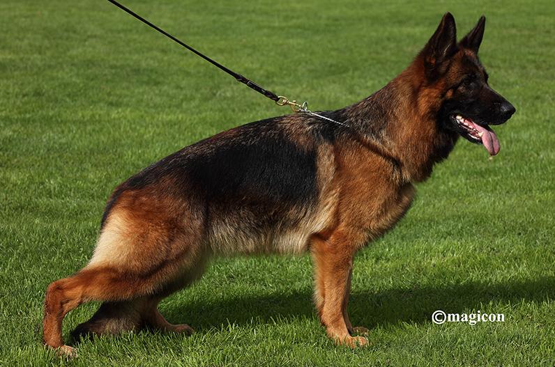 Viper vom Wolkenstein