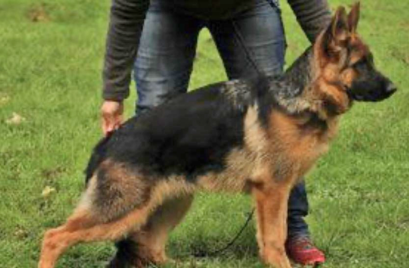 Timba von Zornkeltinga